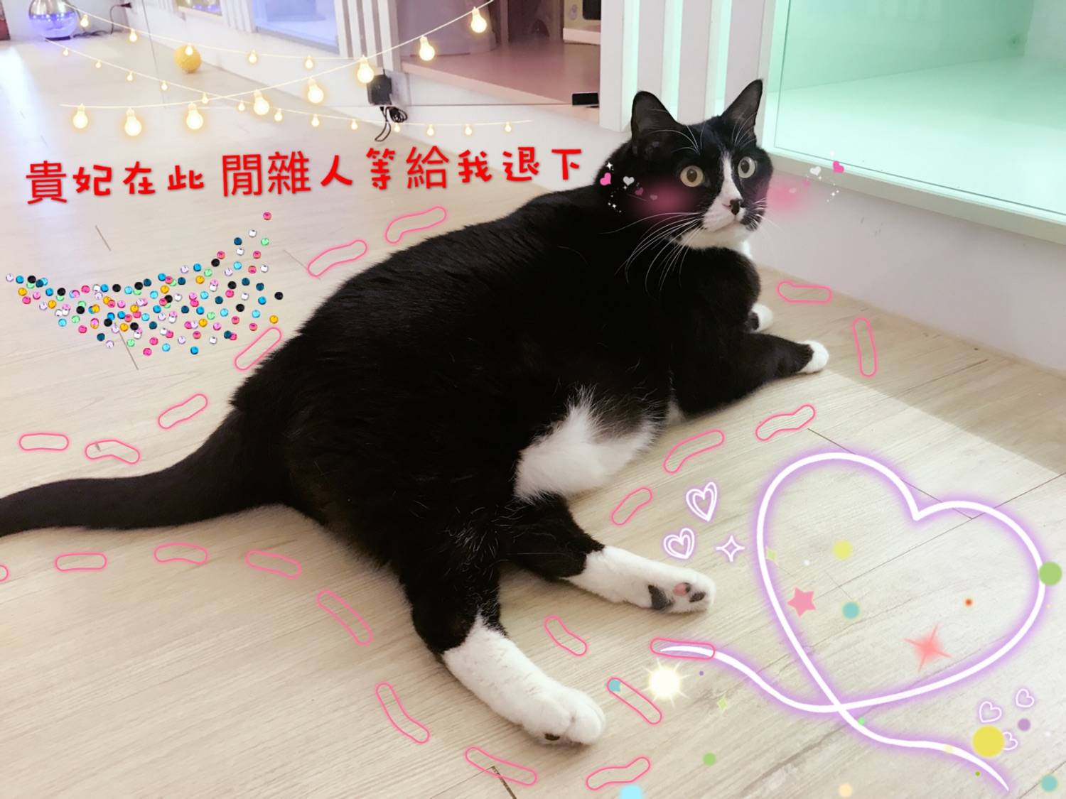 貓語花香 台北貓住宿
