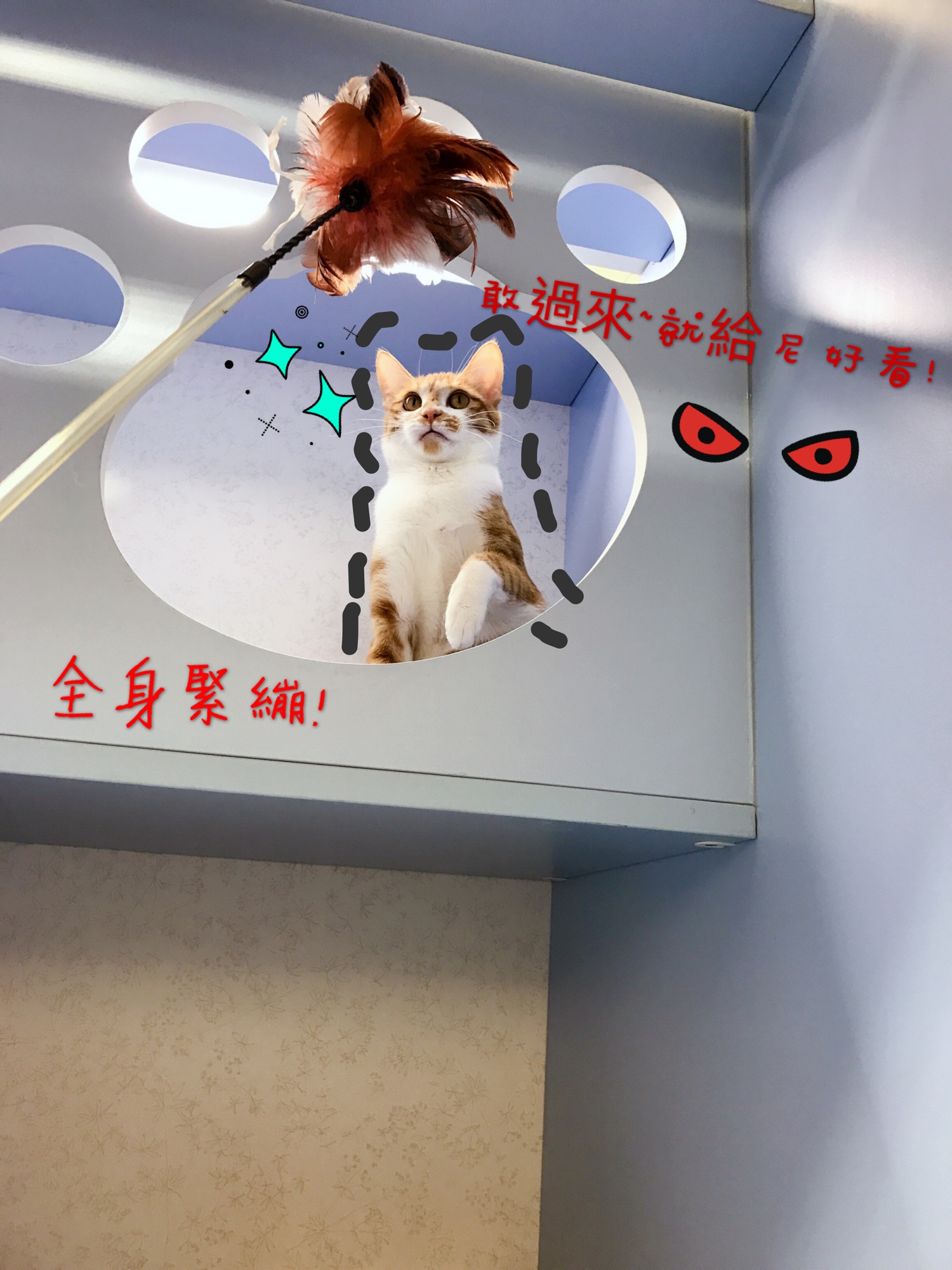 貓語花香 推薦貓旅館